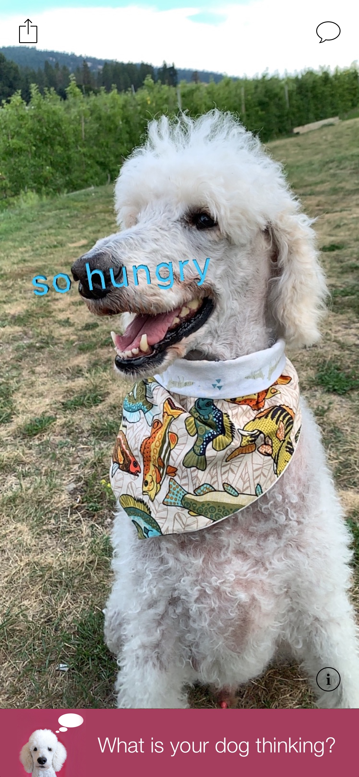 AnimalAnalysis screenshot